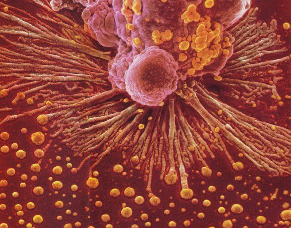 1127ddb41c2cb4c1c34c08f1aac81e05f082fdf9.jpeg image