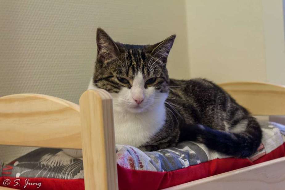 Guest Post: DIY Bed for&nbsp;Cats
