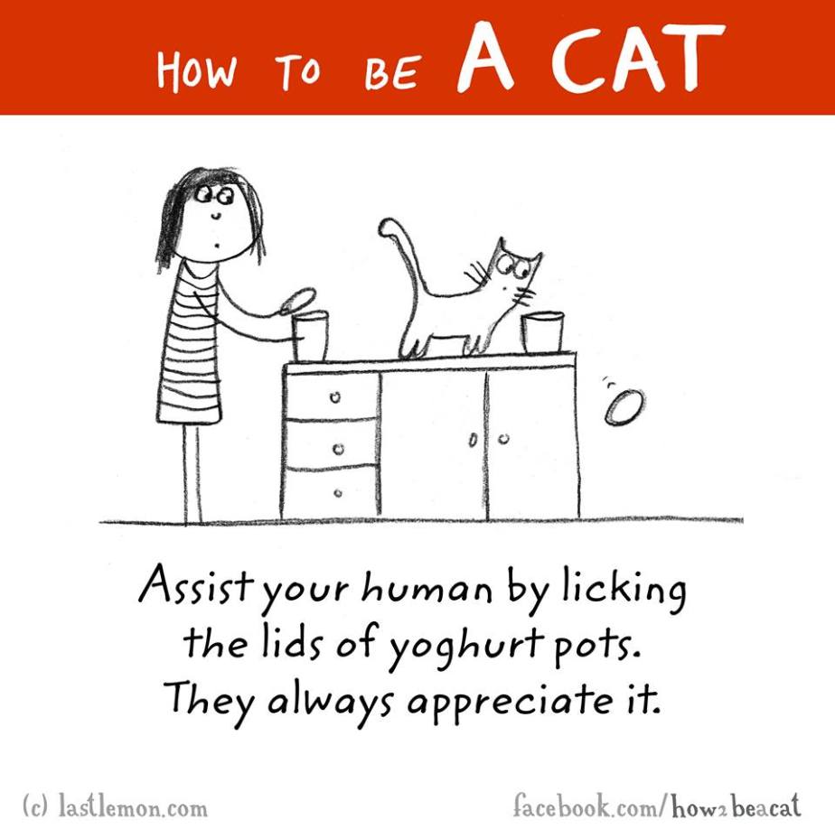 Mews: How to be a cat!&nbsp;;)