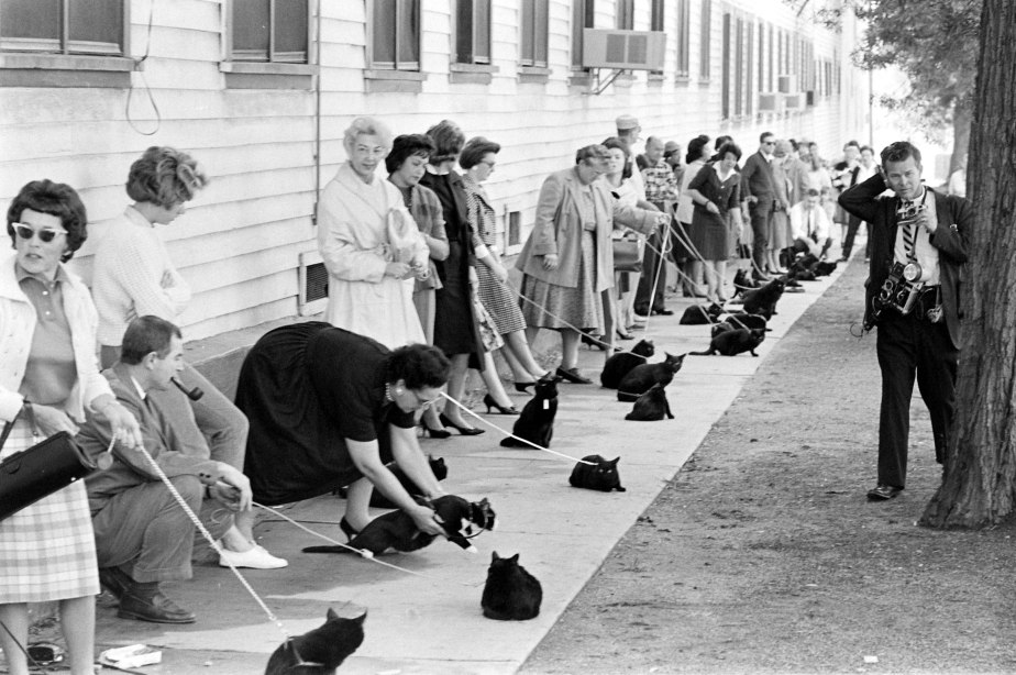 This Is What It Looks Like When 152 Black Cats Audition for a&nbsp;Movie