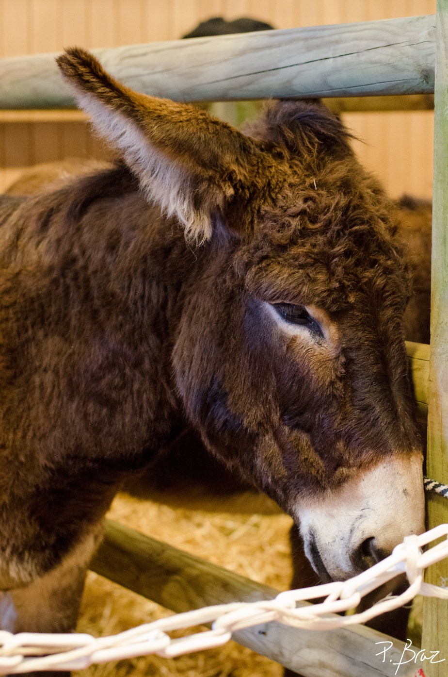 Salon de l&rsquo;agriculture 2016