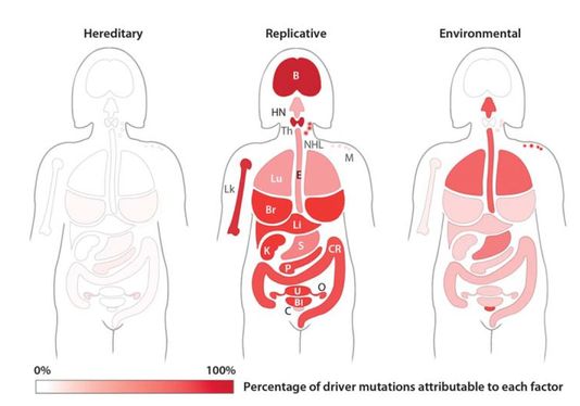 De gauche à droite, pourcentages de mutations génétiques critiques attribuables à l’hérédité, au hasard (« replicative ») ou à l’environnement, en fonction des localisations des cancers.